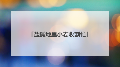 盐碱地里小麦收割忙